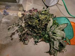 lot 664 image: Faux Foliage Greenery Stems Assorted Lot