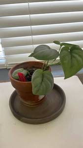 lot 14 image: Live Platinum Java Scindapsus Plant in Terracotta Pot with Saucer - 4.5 inch pot