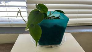 lot 15 image: Live Heartleaf philo Plant in Turquoise 6 inch Pot