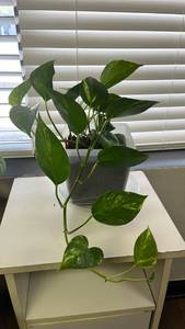 lot 17 image: Pothos Houseplant with Variegated Green Leaves in White Planter - 6 inch pot