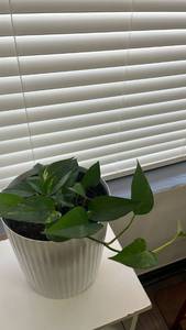 lot 18 image: Live Pothos Plant in pot - 9 inch diameter, 9 inch tall