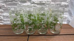 lot 37 image: Set of 8 Glass Drinking Glasses with Queen Annes Lace Botanical Print
