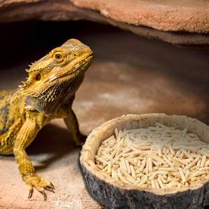 lot 1066 image: CalPalmy 2 Pack Reptile Water and Food Bowls, Novelty Food Bowl for Lizards, Young Bearded Dragons, Small Snakes and More - Made from BPA-Free Plastic - Retail $16