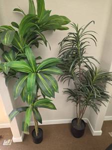 lot 7915 image: Potted Live Plants - Dracaena & Palm Bundle