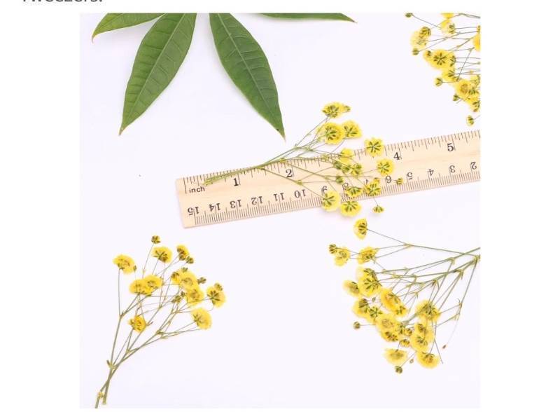 lot 27847 image: 30 Pcs Yellow Small Dried Babys Breath Flowers for Resin ,Real Dried Babys Breath Pressed Flower for Wedding Invitations Wax Seals ,Dry Flat Babys Breath Flower with 1 Tweezers. - Retail $9