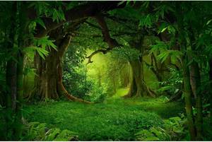 lot 67736 image: Tropical Jungle Forest Aquarium Background Foggy Rainforest Fish Tank Background Huge Trees Lush Meadow Reptile Tank Backgrounds Misty Forest Natural Landscape Reptile Enclosure Backgrounds 30x18in