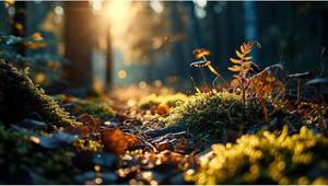 lot 67843 image: Reptile Habitat Backdrop Moss and Fern Sunset Forest Terrarium Background Peaceful Nature World Aquarium Backdrop Rainforest Fish Tank Background Wallpaper Poster Vinyl 24x16in