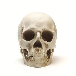 lot 64227 image: Resin Skull, 11 Human Skull, Human Head Model for Home Decoration, Halloween Statue, Bone Model, Model Anatomical Medical Skeleton, Jaw is Movable (White) - Retail $14