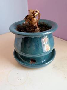 lot 448 image: Teal Ceramic Planter Pot with Saucer and Decorative Bird Cutouts