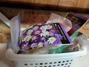 lot 862 image: Lot of Flower Seeds Astilbe, Daisy, Astilbe Flower