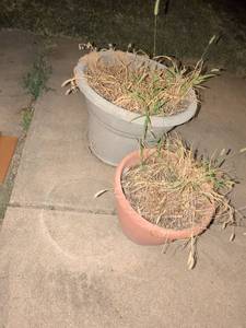 lot 881 image: Plastic Hanging Planters 2 Count White and Terracotta