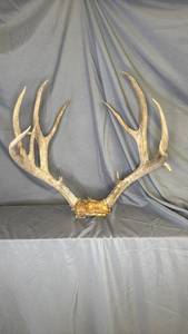 lot 161 image: Decorative Antler Mount