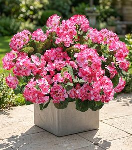 lot 2986 image: Artificial Geraniums Decoration 6 Bundles Silk Pink Faux Plants UV Resistant