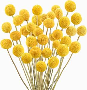 lot 3155 image: Uieke 20Pcs Natural Dried Craspedia Billy Balls Bouquet for Yellow Decor