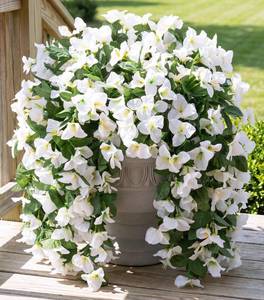 lot 2440 image: Faux Bougainvillea Artificial Flowers for Outdoors Fake Plants Outside Decoration, 2 PCS White Faux Flowers UV Resistant Look Real Silk Long Trailing Vines for Front Door Porch Planter Patio Garden