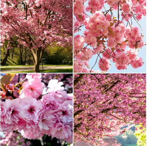 lot 6201 image: Japanese Cherry Blossom Seeds Flower Seeds Non-GMO Made in USA - Stock image may not match actual product images