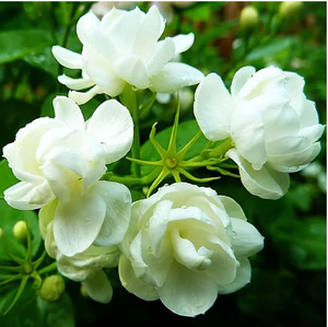 lot 6210 image: Jasmine Seeds Flower Seeds Non-GMO Made in USA - Stock image may not match actual product image
