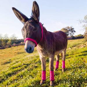 lot 9354 image: Yeyeplum Mini Donkey Fly Mask with Ears and 4 Fly Boots Set, Rose Red