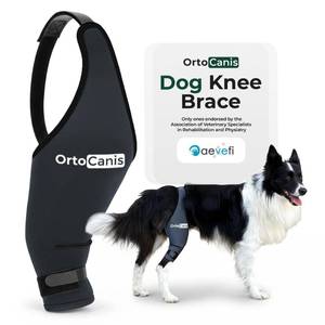 lot 20236 image: Ortocanis Dog Knee Brace for Hind Leg Support � Flexible Neoprene Knee Brace for Dogs with Joint Instability, Torn ACL, Limping or Osteoarthritis � Comfortable Support for Recovery (Large, Right Leg)