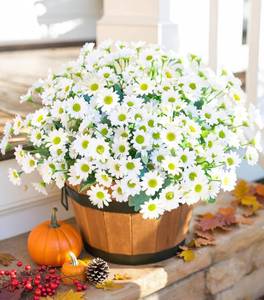 lot 6427 image: Daisy Artificial Flowers for Outdoors Autumn Fall Decoration, 6 Bundles Fake Mums White Silk Flowers for Outside Look Real UV Resistant Faux Flowers Plants for Planter Front Door Home Indoor Porch Urn