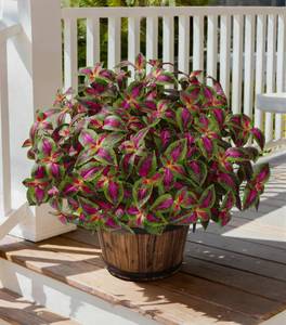 lot 19865 image: florisso Artificial Greenery Plants Outdoor, 5 Pcs Faux Coleus Plants UV Resistant Silk Plants with Stems, Fake Plants for Outside Garden Patio Hanging Planter Pathway Front Porch Decoration(Red)