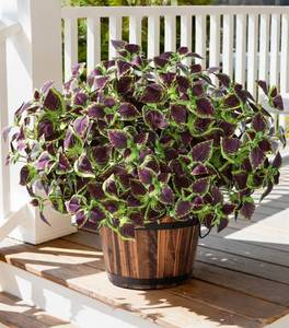 lot 1604 image: florisso Artificial Coleus Plant for Outdoors