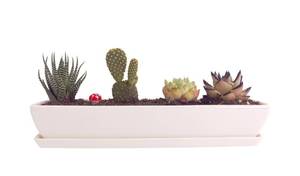 lot 1914 image: SWONVI Long Rectangle White Ceramic Succulent Planter Pots with Ceramic SaucersMini Flower Plant Containers wPlant Window Boxes for OfficeHome, 11 x 2.36 x 1.64inch (1 pcs Rectangle Pot)