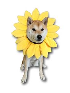 lot 8005 image: ComfyCamper Sunflower Dog Costume for Small Medium Large Dog Puppy Puppies Cat Kitten �� Cute Head Flower Headband Outfits �� Collar Cone Costume Hat Sombrero Outfit Pet Cosplay Halloween (Large)
