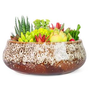 lot 13874 image: ARTKETTY Ceramic Succulent Pot 8 Inch with Drainage