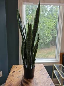 lot 43 image: Potted Snake Plant with Dark Patterned Leaves in Black Ceramic Planter 26 Approximately