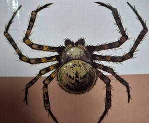 lot 78354 image: SPIDER REPELLENT POUCHES NATURAL INGREDIENTS