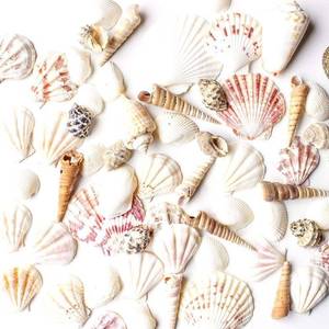 lot 38900 image: Super Z Outlet Mixed Ocean Beach Fairy Garden Assorted Seashells Marine Life for Decorations, Arts & Crafts, Party Favors Collection (Approx. 50 Pieces) - Retail $12