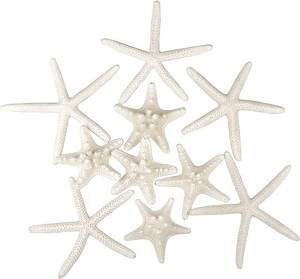 lot 4026 image: Jangostor 12 Pcs Starfish 2-6in Mixed Natural Seashells for Decor, DIY Crafts