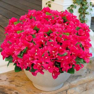 lot 4357 image: 8 Bundles Artificial Outdoor Flowers UV-Resistant Bougainvillea Silk Plants