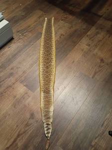 lot 943 image: Rattlesnake Skin.  Approximately 54in long