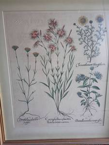 lot 976 image: Vintage Botanical Engraving from Beslers Book Hortus Eystettensis, 1613.   26 x 22