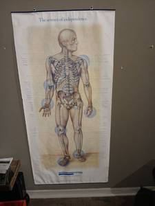 lot 1035 image: Phrenology head and Independence AVIPRO Anatomical Skeleton Chart Poster The Science of Independence 50.5 x 24