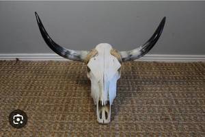 lot 21059 image: Longhorn Skull Mount with 1 Black Horns - Retail $400