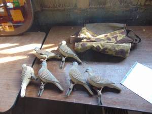 lot 3567 image: Vintage Dove Decoys - Kinda Rough