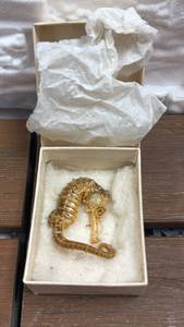 lot 158 image: Preserved Seahorse
