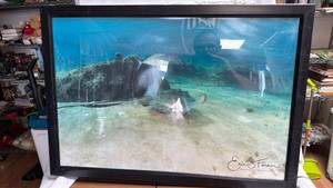 lot 411 image: Eric S Farmer Underwater Photography Print (32 x 22 aluminum frame with plastic protective sheet)