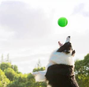 lot 30517 image: 3-Pack Tennis Ball Dog Toys with Squeaker, 3.28-inch, Green 18pcs