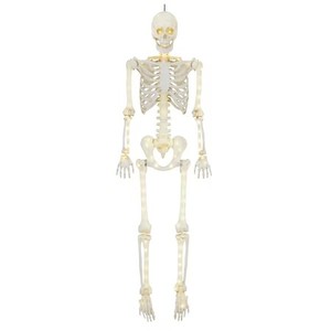 lot 3464 image: 5ft Light-Up Skeleton, Halloween Decor by Way To Celebrate