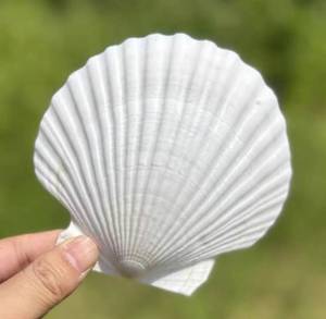 lot 30787 image: SEAJIAYI 10 PCS Large Scallop Shells, 4-5 inch, Natural White for DIY Craft
