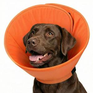 lot 360 image: SUNFURA Dog Cone, Soft Cone for Dogs to Stop Licking with Adjustable Buckle - Retail $37
