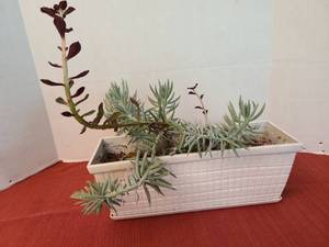 lot 1216 image: Live succulent plant in rectangular plastic pot, 12in wide