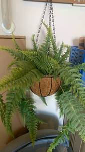 lot 3308 image: Hanging Basket Planter with Chain Fern Plant