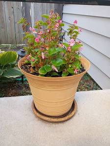 lot 960 image: Live Plant.   Pot 12 x 14