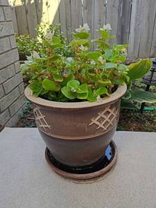 lot 961 image: Live Plant.  Pot 11 x 12
