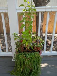lot 972 image: Live Plant.   Pot 13 x 15